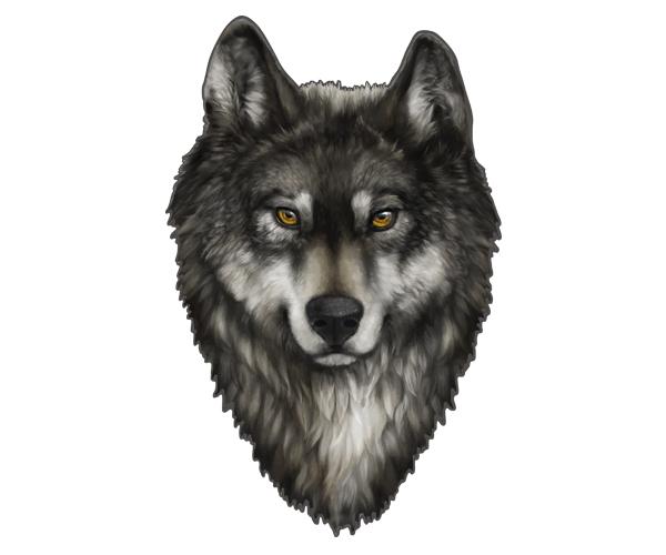 Gray wolf decal 5"x3.2" lone wolves alaska timber biker vinyl sticker w1 zu1