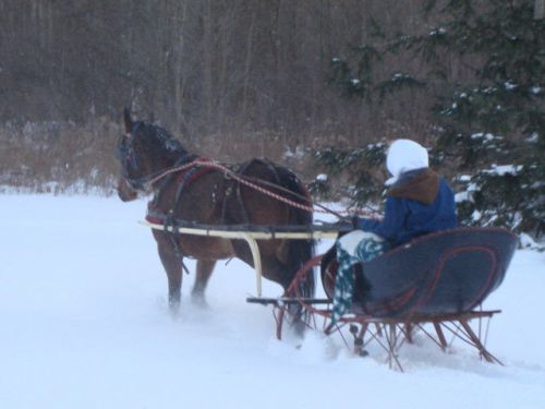 Albany cutter/sleigh