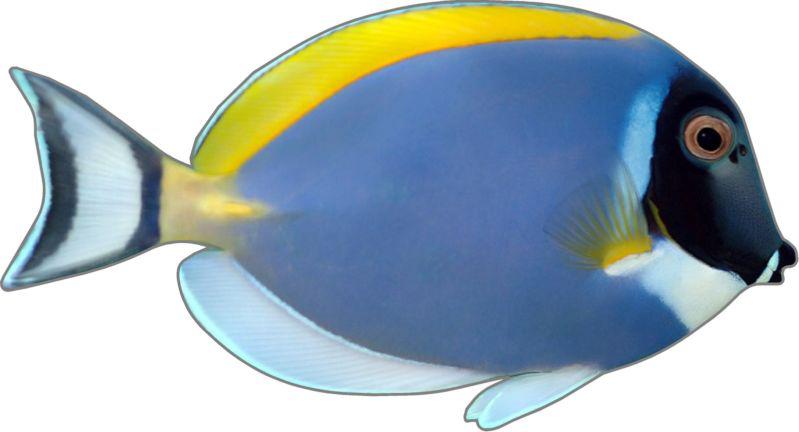 1 - 3.75"x 7" powder blue surgeonfish decal sticker aquarium tropical fish 1507