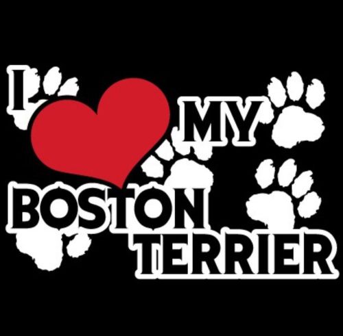 Boston terrier car sticker decall