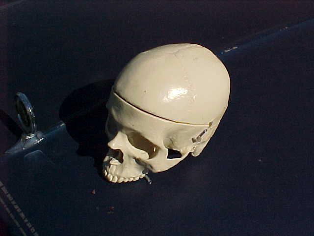 Medical resin skull anatomically correct no jaw bone rat rod style backup light