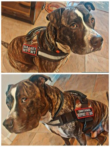 Hells angels cave creek dog vest patch set